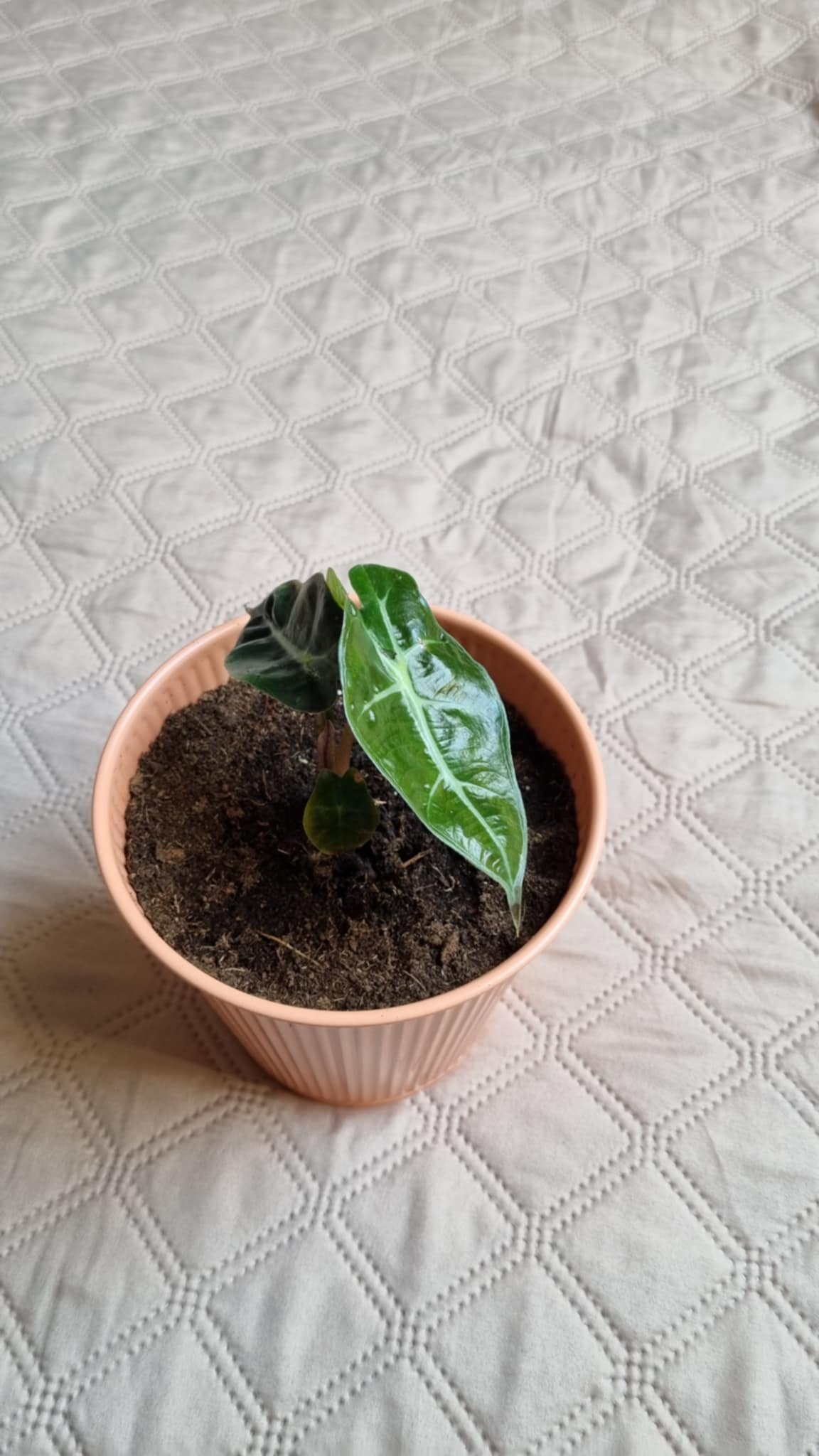 Alocasia longiloba Miq Image 2